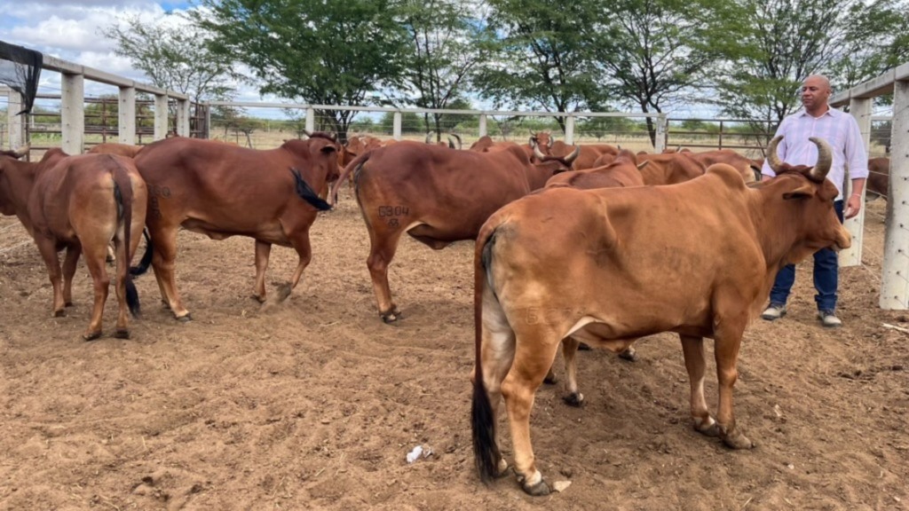 Sindi PO da Embrapa: genética rústica e resistente agora reconhecida pela ABCZ Sindi PO da Embrapa: genética rústica e resistente agora reconhecida pela ABCZ