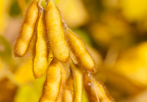 Embrapa Soja lançará livro sobre fontes alternativas para o biodiesel