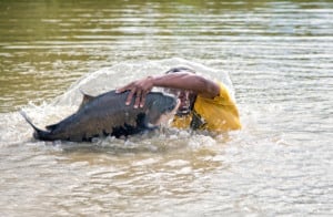 Foto: Jefferson Christofoletti/Embrapa Pesca e Aquicultura