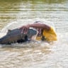 Foto: Jefferson Christofoletti/Embrapa Pesca e Aquicultura