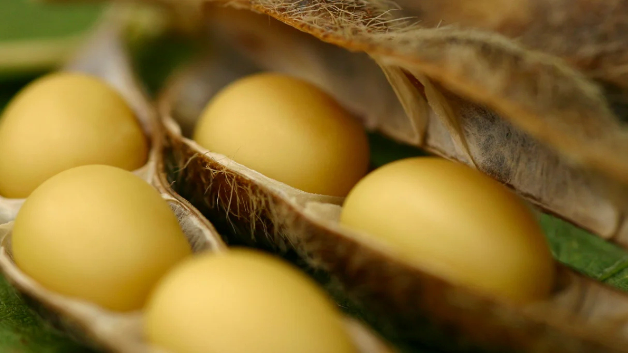 Soja brasileira lidera certificação RTRS e ganha espaço no mercado internacional