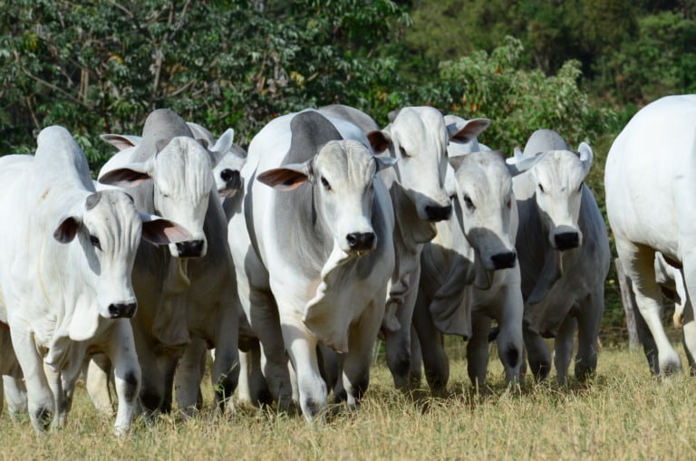 Touros Nelore no campo, com destaque para conformação muscular, rusticidade e adaptação ao ambiente de pastagem.