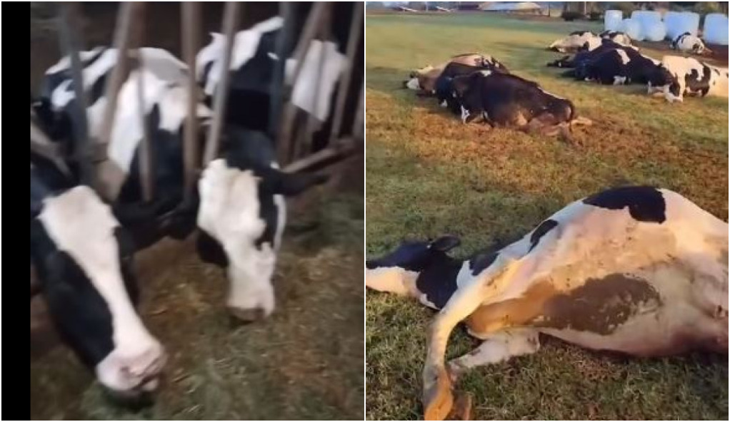 VÍDEO: Curto-circuito mata 32 vacas no interior do Paraná