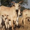 Vacas e bezerros em área de pasto. Foto: Reprodução/Agropecuária Maragogipe