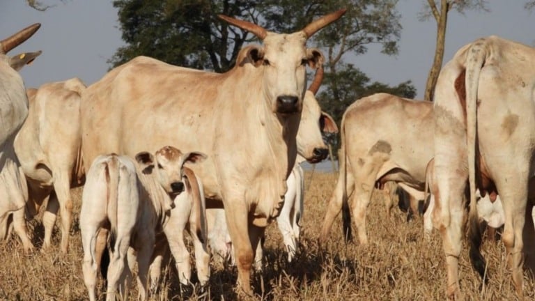 Cuidado com as vacas na seca garante mais bezerros saudáveis na próxima estação Cuidado com as vacas na seca garante mais bezerros saudáveis na próxima estação