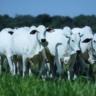 Genética e nutrição na cria: a fórmula da fazenda rentável no agronegócio Genética e nutrição na cria: a fórmula da fazenda rentável no agronegócio