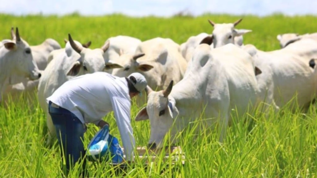 Vacas sendo suplementadas em área de pasto. Foto: Divulgação