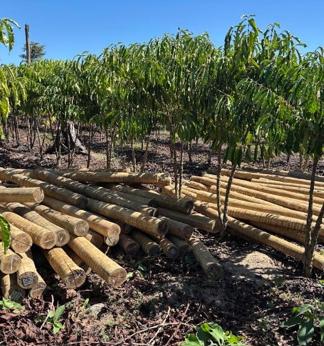Fundo JBS pela Amazônia lança projeto que pode aumentar em 60% a renda de comunidades rurais