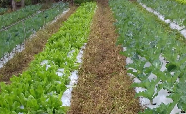 plantação de hortaliças