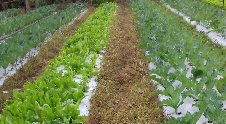 plantação de hortaliças plantação de hortaliças