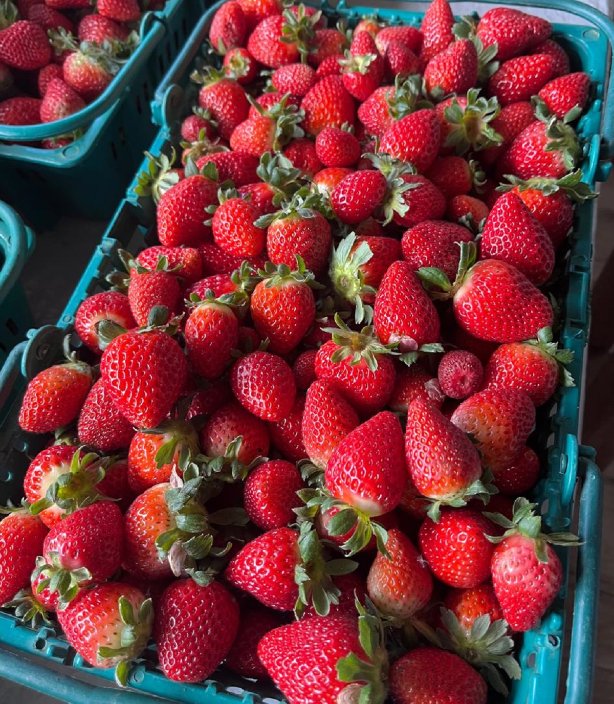 Na foto, há uma caixa repleta de morangos