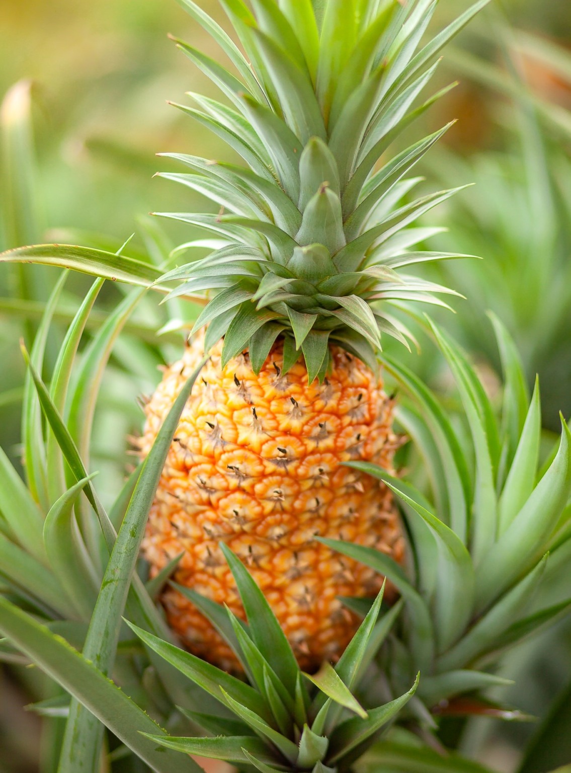 Na foto, há um abacaxi no pé Na foto, há um abacaxi no pé