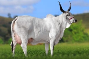 Vaca Guzerá Acácia FIV, da GenBra Agropecuária, recordista da categoria vaca jovem com 10.801 kg de leite