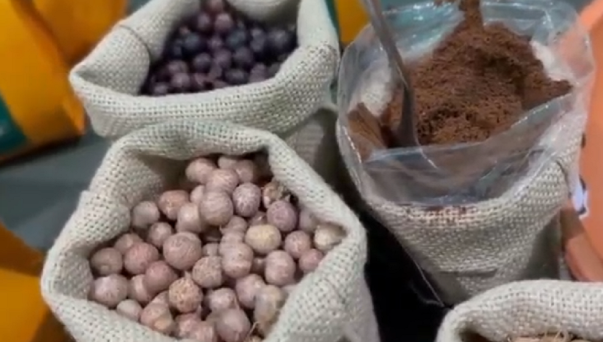 Caroço do açaí amapaense vira bebida e conquista mercado internacional