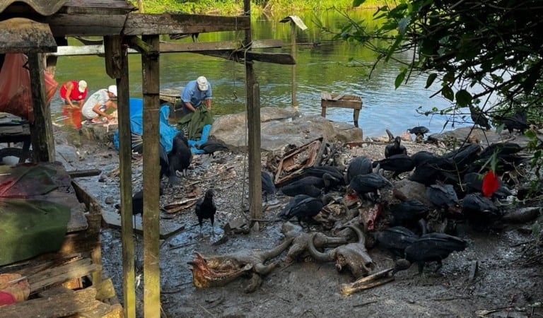 Adab e PM apreendem 1,5 t de carne clandestina na Bahia