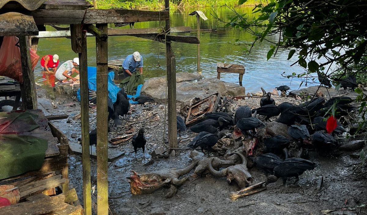 Adab e PM apreendem 1,5 t de carne clandestina na Bahia