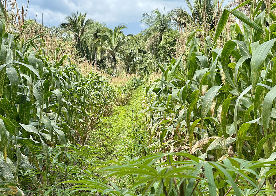 ‘Roça Sustentável’ aumenta produtividade da agricultura familiar