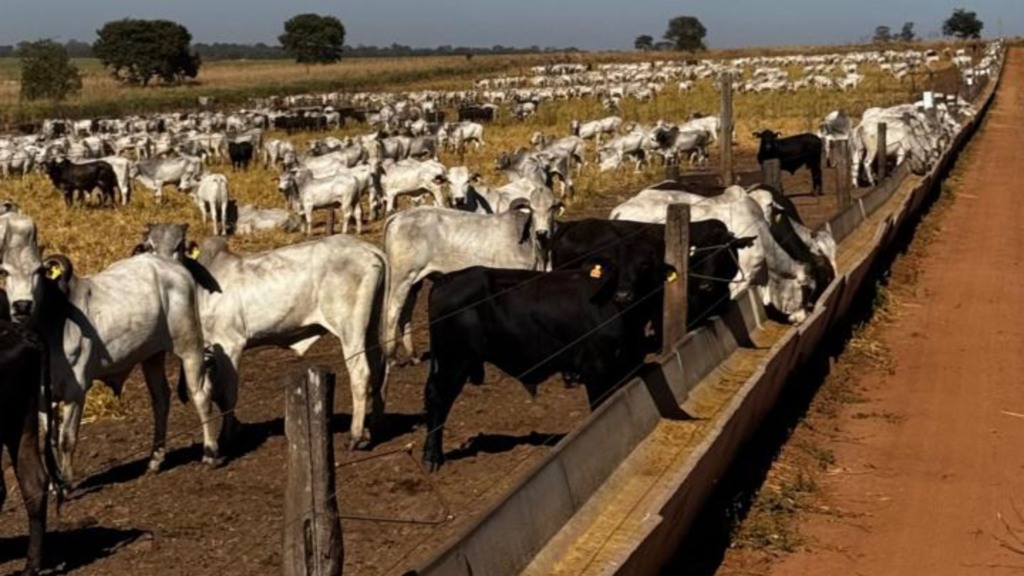 Pecuária de ciclo curto: como o novo boitel JBS em MS otimiza sua engorda Pecuária de ciclo curto: como o novo boitel JBS em MS otimiza sua engorda
