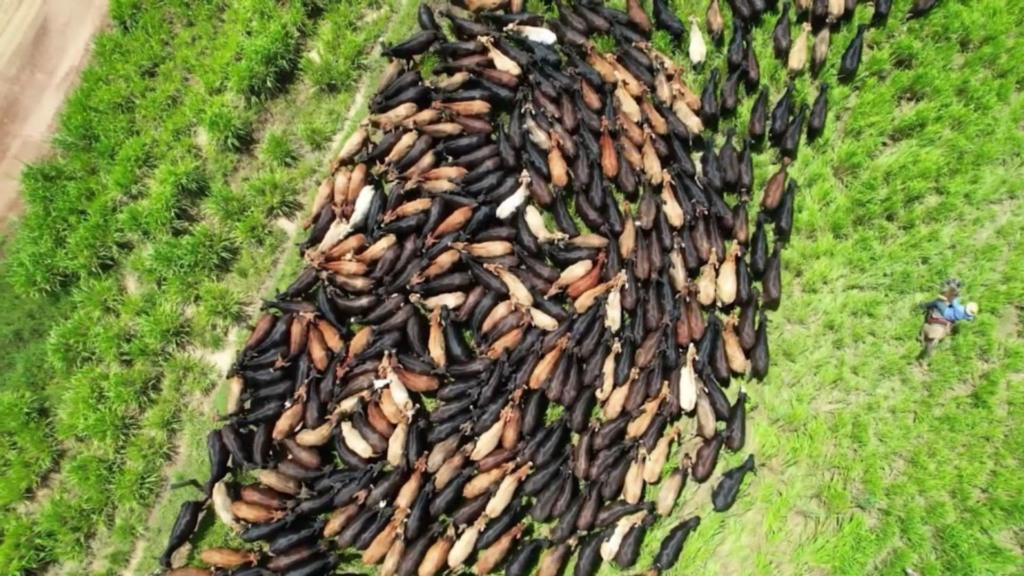 Lucratividade na pecuária com o tricross: descubra as raças tropicais ideais Lucratividade na pecuária com o tricross: descubra as raças tropicais ideais