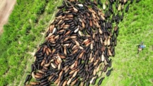 Lucratividade na pecuária com o tricross: descubra as raças tropicais ideais