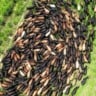 Lucratividade na pecuária com o tricross: descubra as raças tropicais ideais