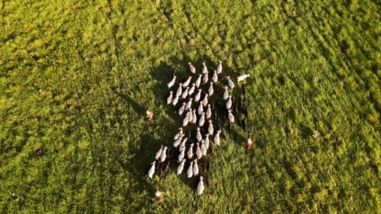 Bovinos em área de pasto. Foto: Reprodução