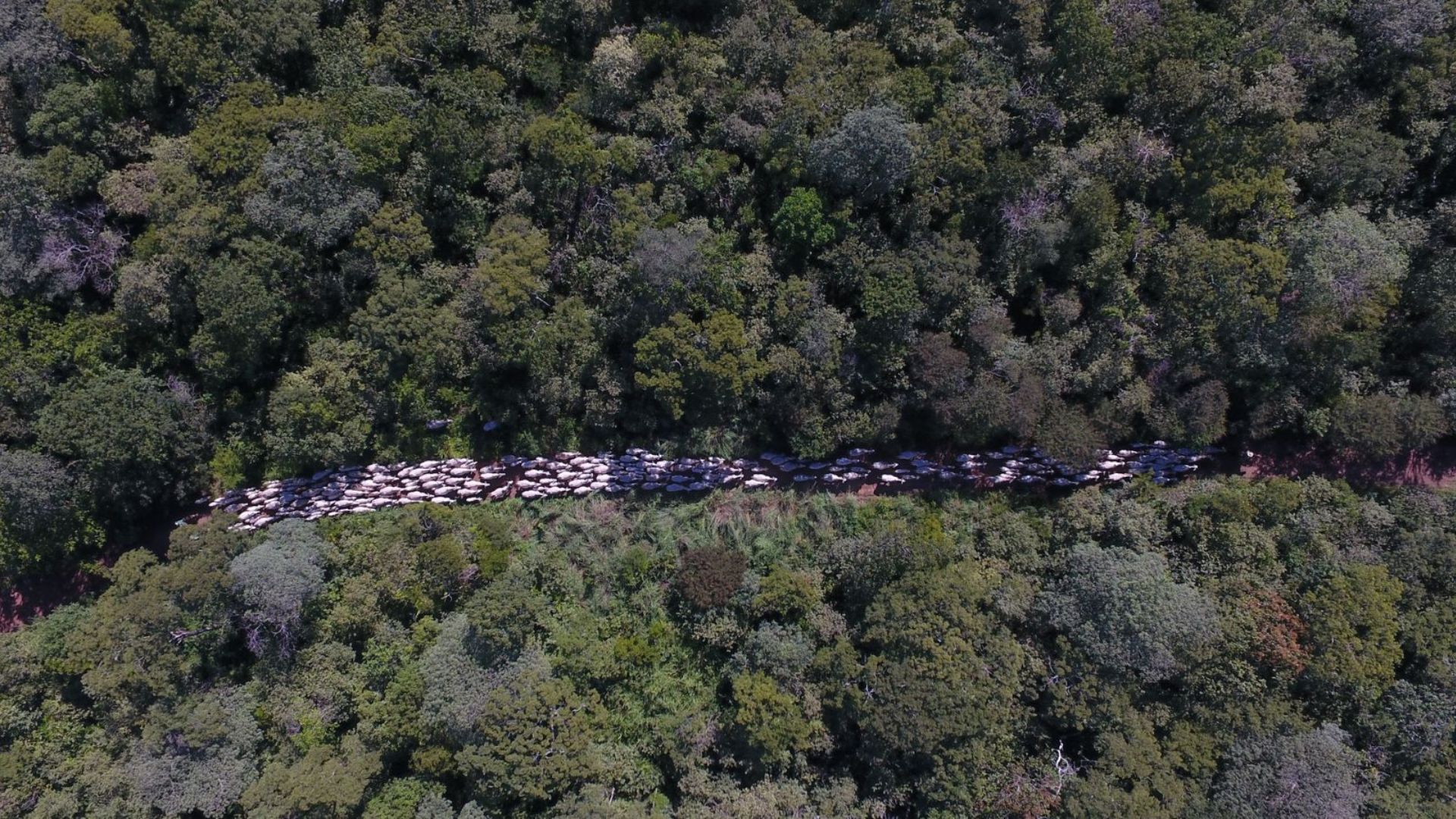 Lula sanciona lei de licenciamento ambiental com 63 vetos