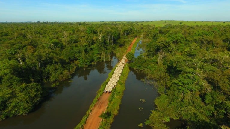 Pecuária na Amazônia tem tecnologia para produzir com responsabilidade
