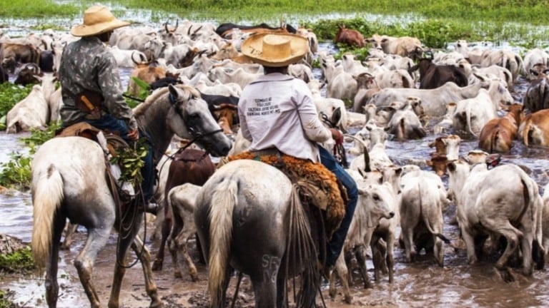 Renda com preservação: novo PSA pagará até R$ 100 mil para produtores do Pantanal Renda com preservação: novo PSA pagará até R$ 100 mil para produtores do Pantanal