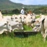Pecuária 4.0: três ferramentas para acelerar a gestão da fazenda mesmo à distância