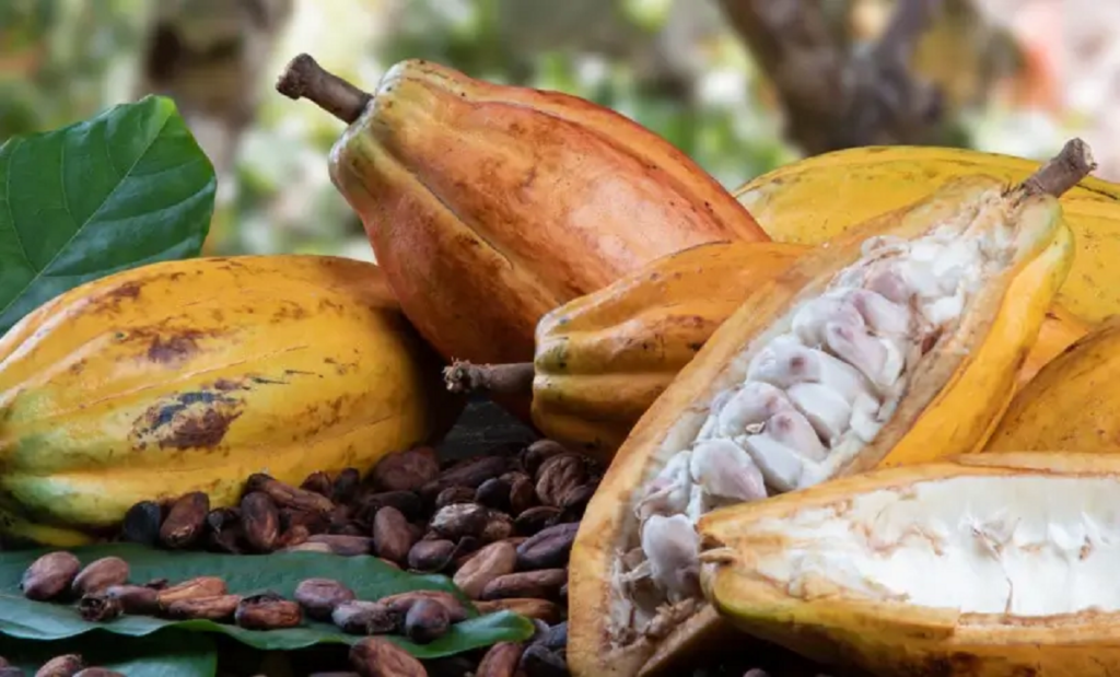 Imagem do fruto do cacau Imagem do fruto do cacau