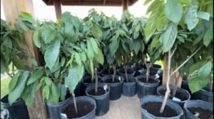 Mudas, cacau, oeste da Bahia, doação, ICOB, Cacauicultura 4.0