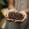 grãos de café nas mãos