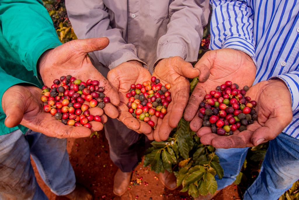 Cafeicultores mostrando com as palmas das mãos o fruto do café