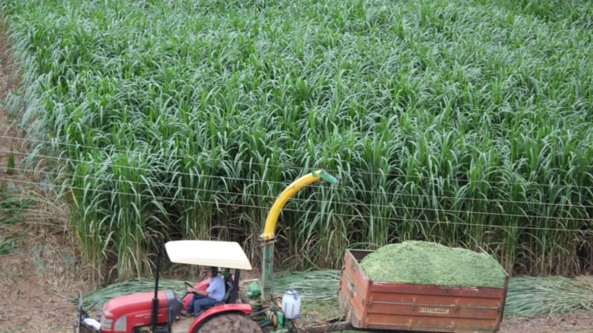 Pasto seco: capiaçu e kurumi são a solução da Embrapa para sua fazenda