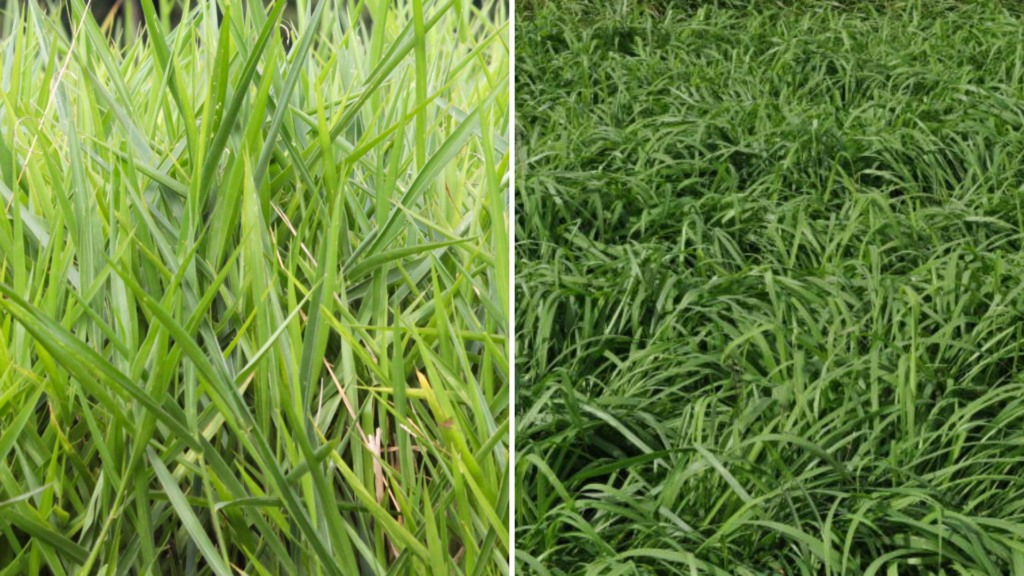 Panicum resistente para cavalos: qual a melhor opção além do Tifton?