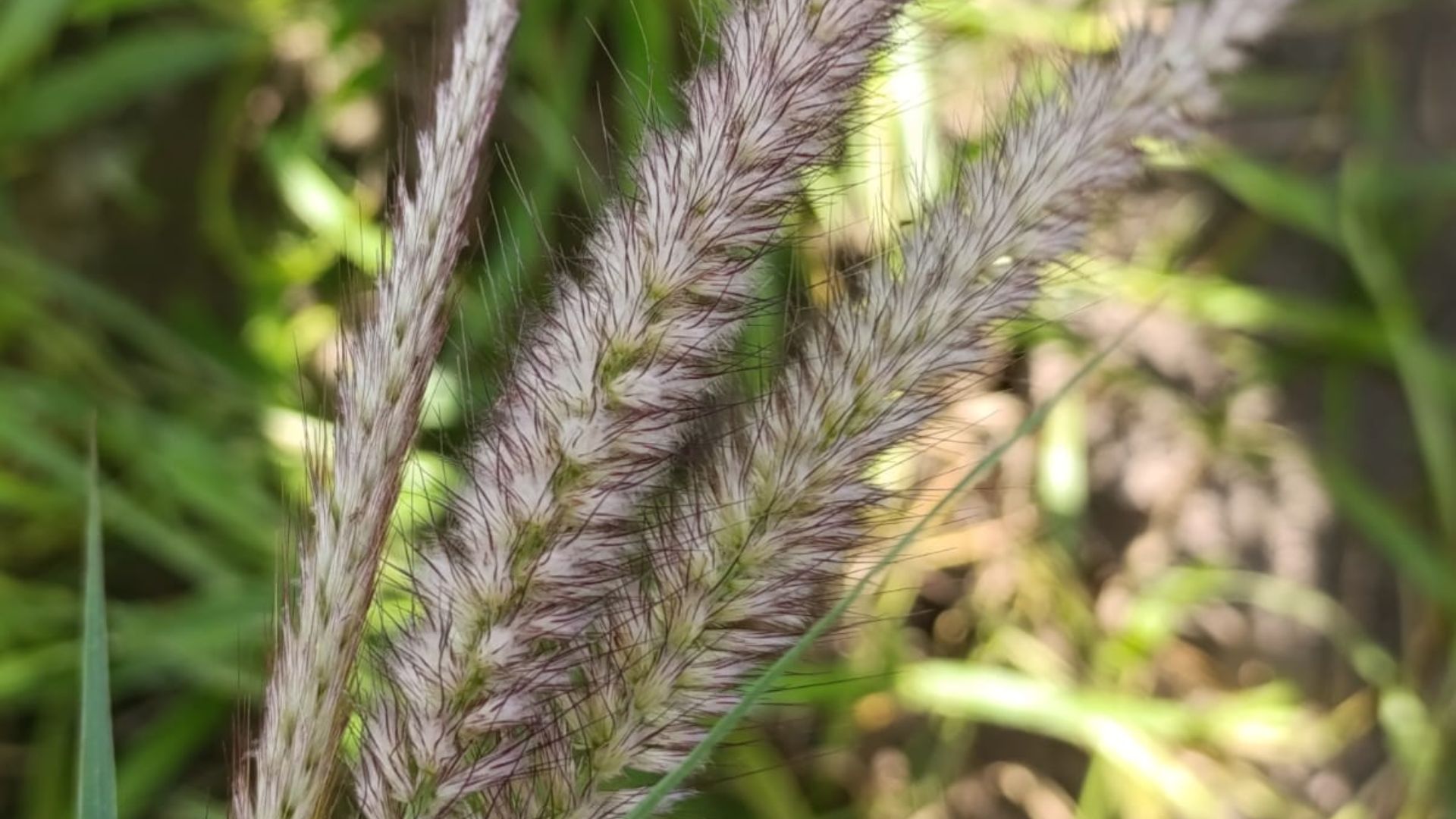 Capim quebra-fazendeiro ameaça pastagens com sementes piratas