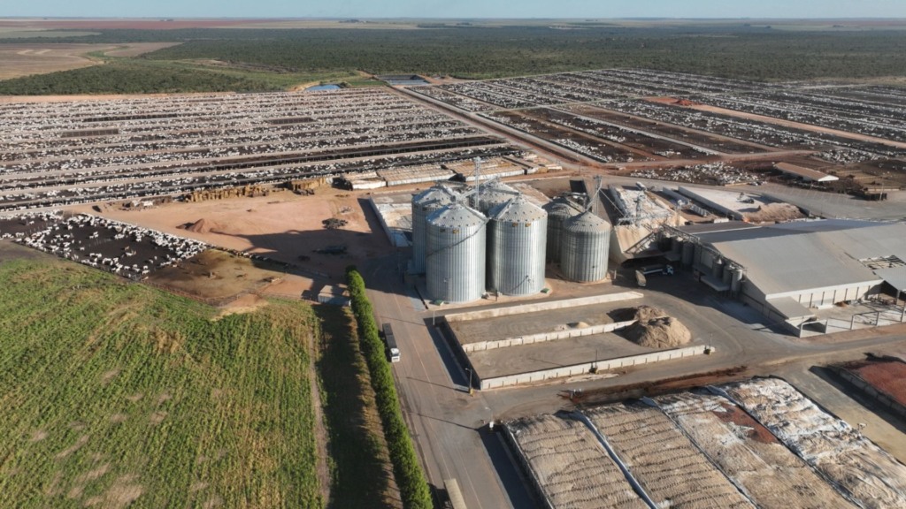 Bahia acelera na pecuária: gado jovem já é 60% dos abates Bahia acelera na pecuária: gado jovem já é 60% dos abates