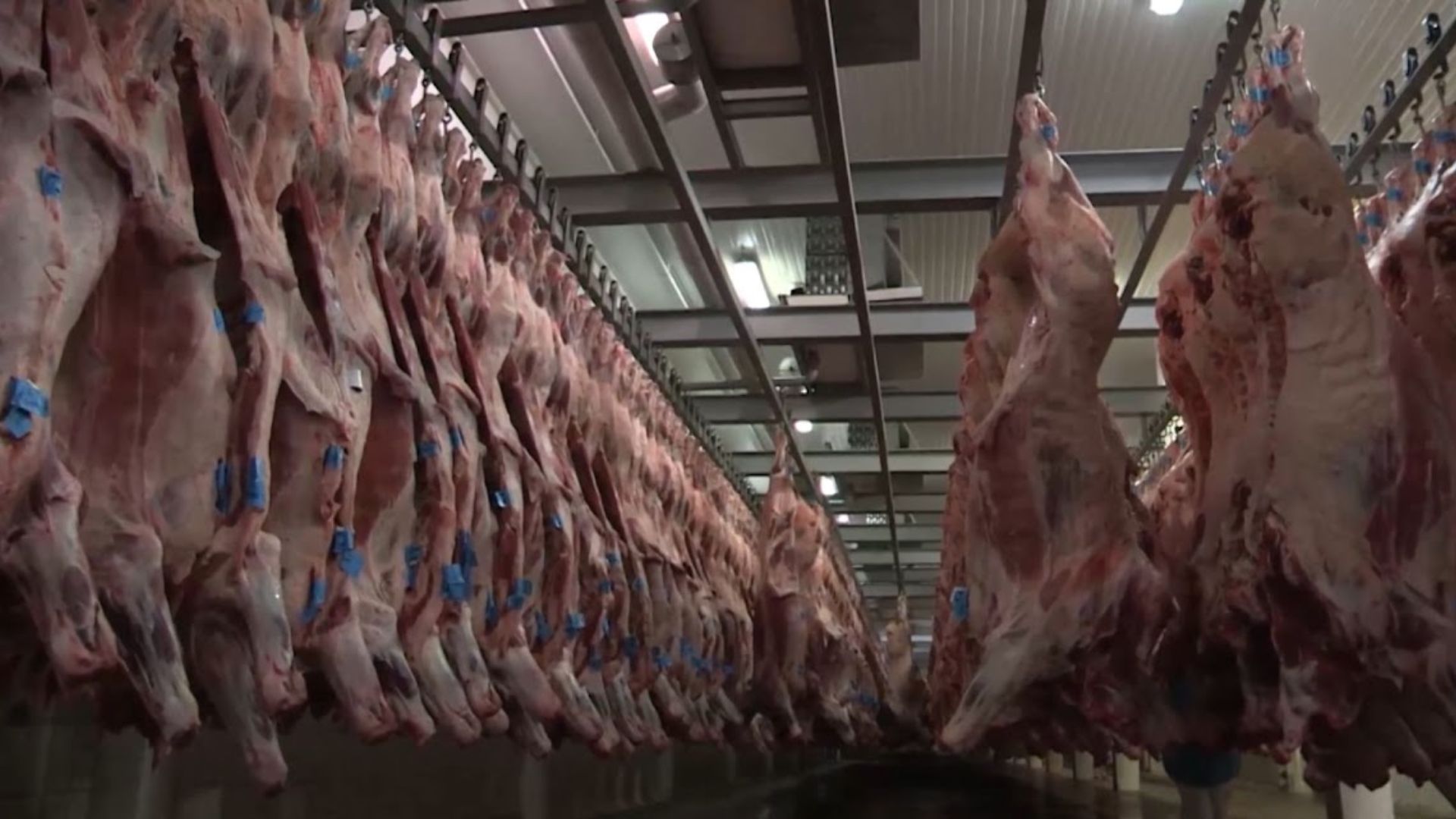 Resíduos na carne: veterinário alerta sobre carência de medicamentos no rebanho