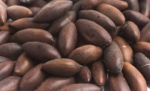 castanha de baru