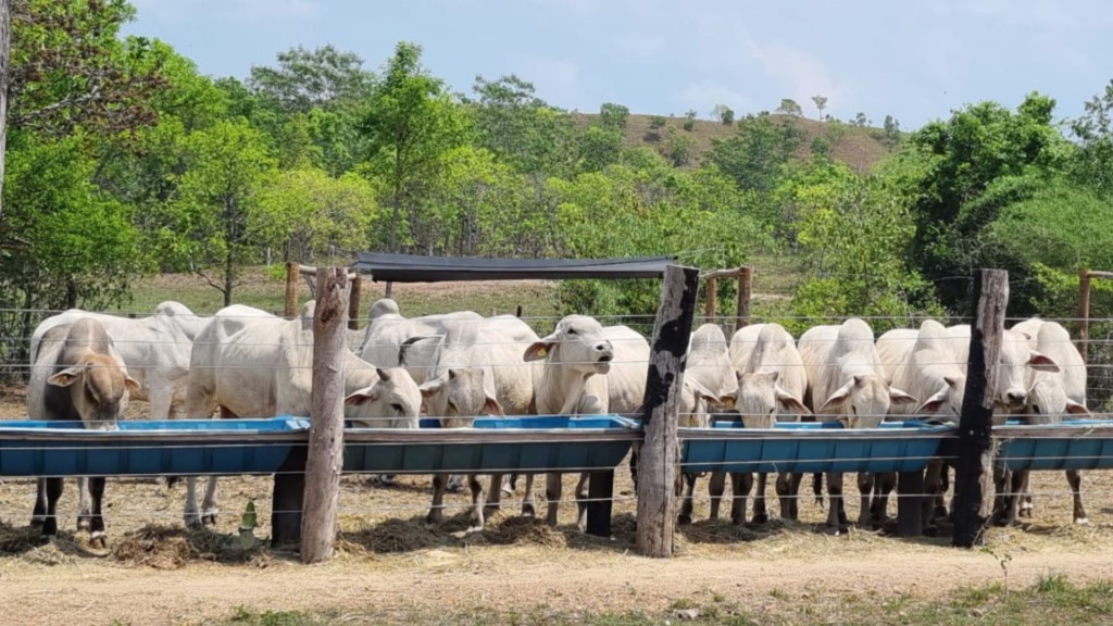 Qual o peso ideal para fechar bois e novilhas no cocho? Qual o peso ideal para fechar bois e novilhas no cocho?