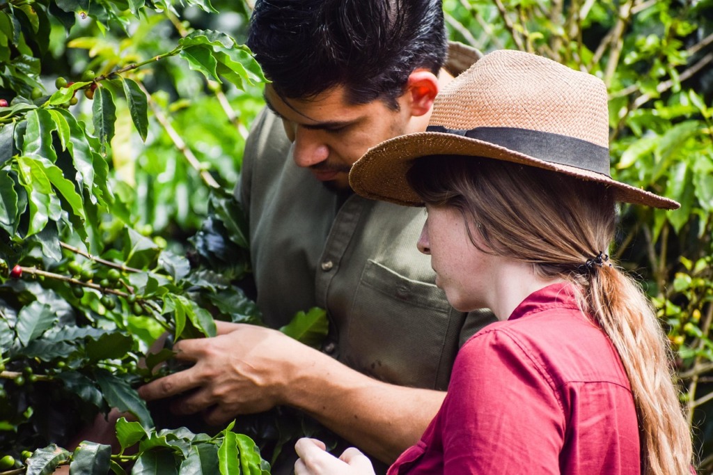 Café, Fazenda, Planta.