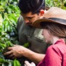 Café, Fazenda, Planta.