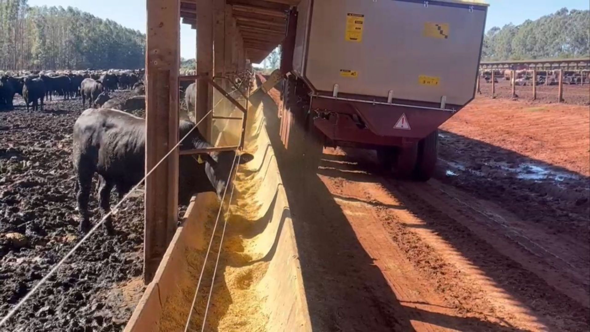 Confinamento com milho reidratado: pode tirar o volumoso?