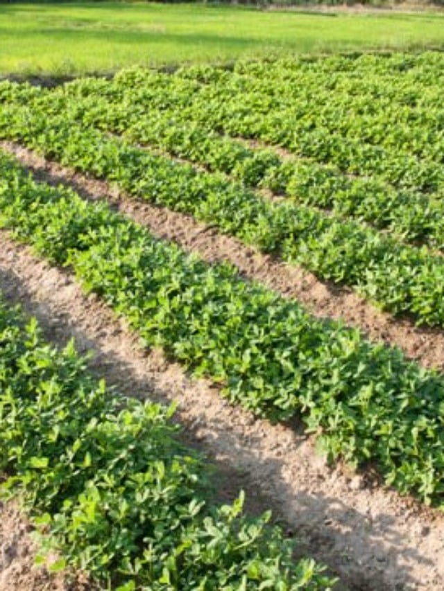 plantacao-de-amendoim