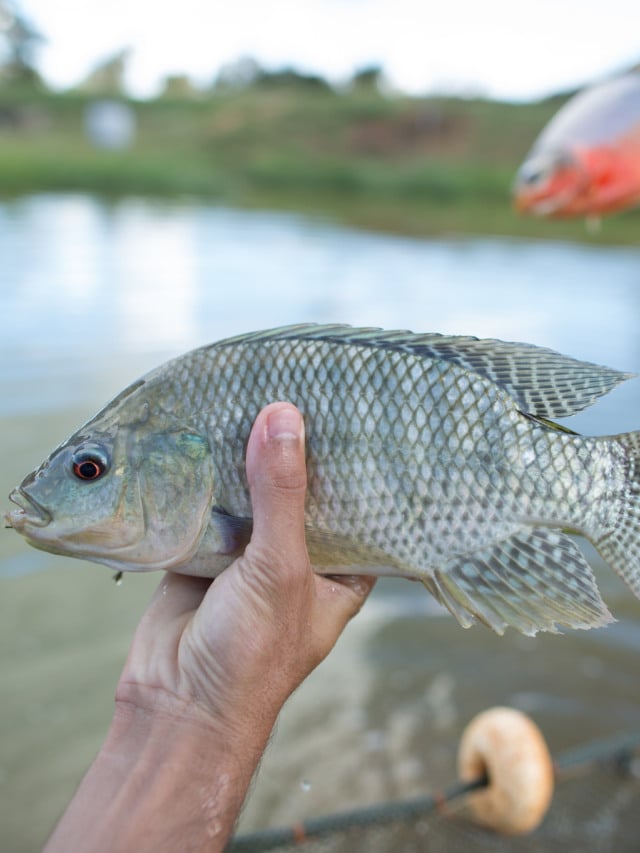 tilápia, piscicultura, peixe, alevino tilápia, piscicultura, peixe, alevino