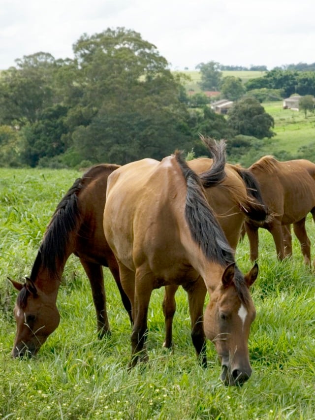 equinos-cavalos-embrapa