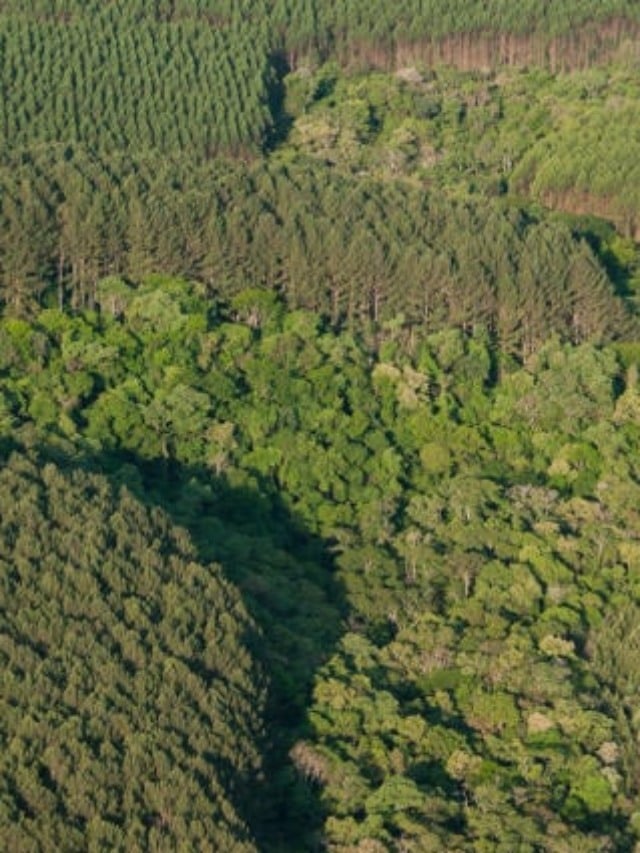 CAR, licenciamento ambiental, meio ambiente, floresta CAR, licenciamento ambiental, meio ambiente, floresta
