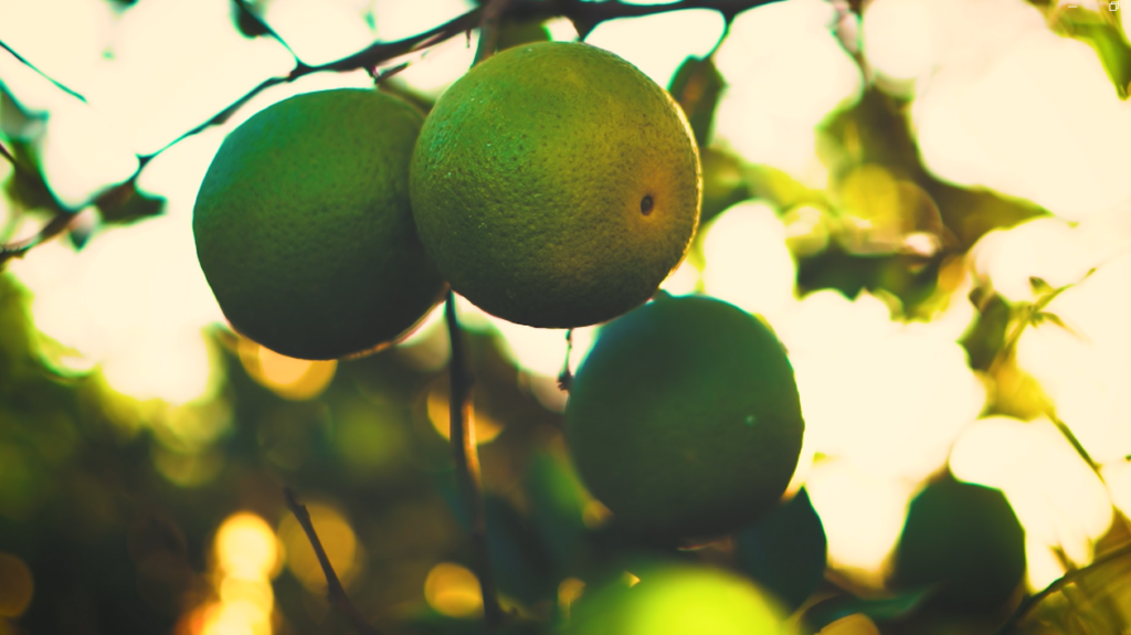 Fruto Resiliente impulsiona a citricultura sustentável em pequenas propriedades do noroeste paulista – Foto: Renato Medeiros Fruto Resiliente impulsiona a citricultura sustentável em pequenas propriedades do noroeste paulista – Foto: Renato Medeiros