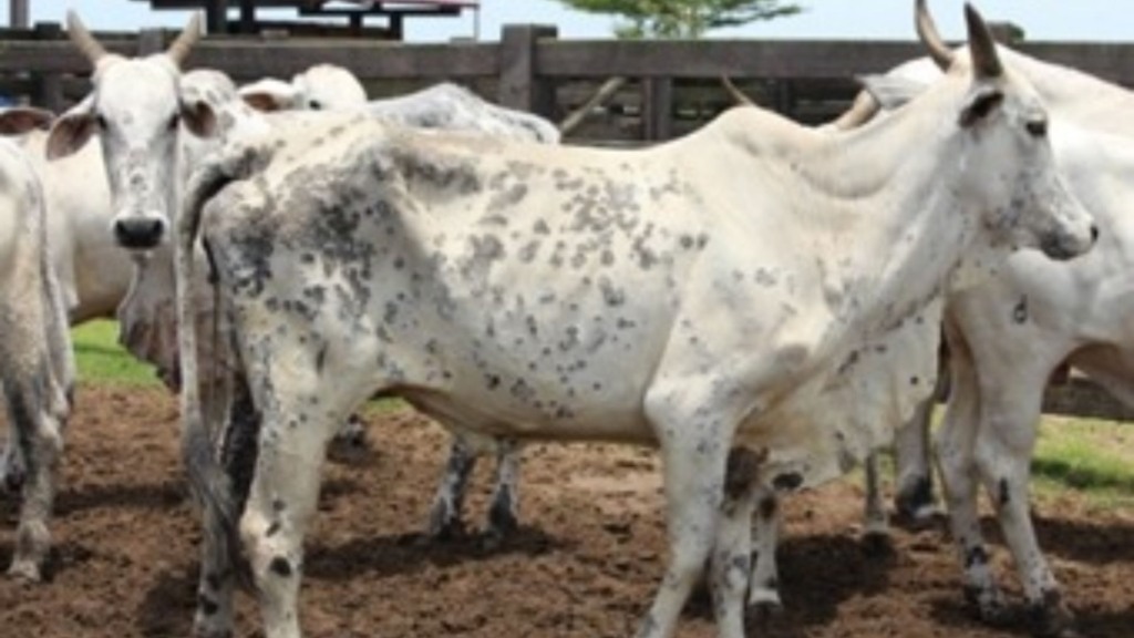 Adeus à dermatofitose: este é o guia completo para proteger seu rebanho Adeus à dermatofitose: este é o guia completo para proteger seu rebanho